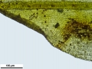 Pottiopsis caespitosa