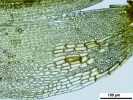 Pottiopsis caespitosa