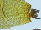 Pottiopsis caespitosa