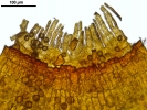 Pottiopsis caespitosa