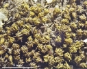 Trichostomum meridionale