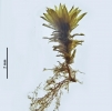 Trichostomum meridionale