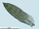 Trichostomum meridionale