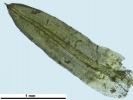 Trichostomum meridionale