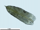 Trichostomum meridionale