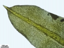 Trichostomum meridionale