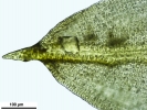 Trichostomum meridionale
