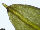 Trichostomum meridionale