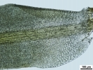 Trichostomum meridionale