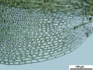Trichostomum meridionale