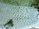 Trichostomum meridionale