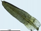 Trichostomum meridionale