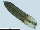 Trichostomum meridionale