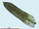 Trichostomum meridionale