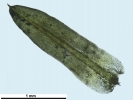 Trichostomum meridionale