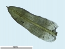Trichostomum meridionale