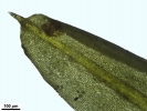 Trichostomum meridionale