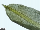 Trichostomum meridionale