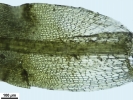 Trichostomum meridionale