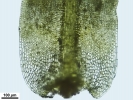 Trichostomum meridionale