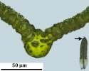 Trichostomum meridionale
