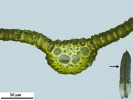 Trichostomum meridionale