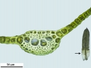 Trichostomum meridionale