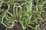 Rhynchostegium murale