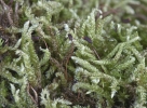 Rhynchostegium murale