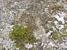 Rhynchostegium murale