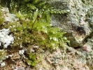 Rhynchostegium murale