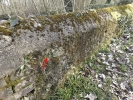 Rhynchostegium murale