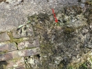 Rhynchostegium murale