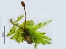 Rhynchostegium murale
