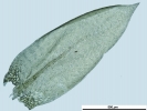 Rhynchostegium murale