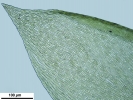 Rhynchostegium murale