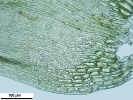 Rhynchostegium murale