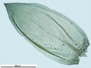 Rhynchostegium murale