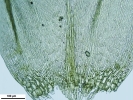 Rhynchostegium murale