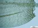 Rhynchostegium murale
