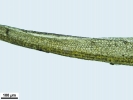 Dicranum flexicaule
