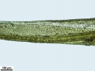 Dicranum flexicaule