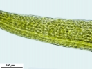 Dicranum flexicaule