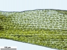 Dicranum flexicaule