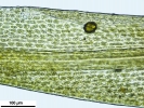 Dicranum flexicaule