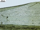 Dicranum flexicaule