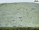 Dicranum flexicaule