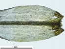 Dicranum flexicaule