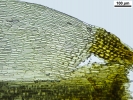 Dicranum flexicaule