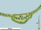 Dicranum flexicaule